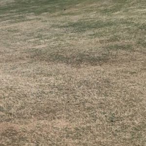 Meet your Posher, Cole